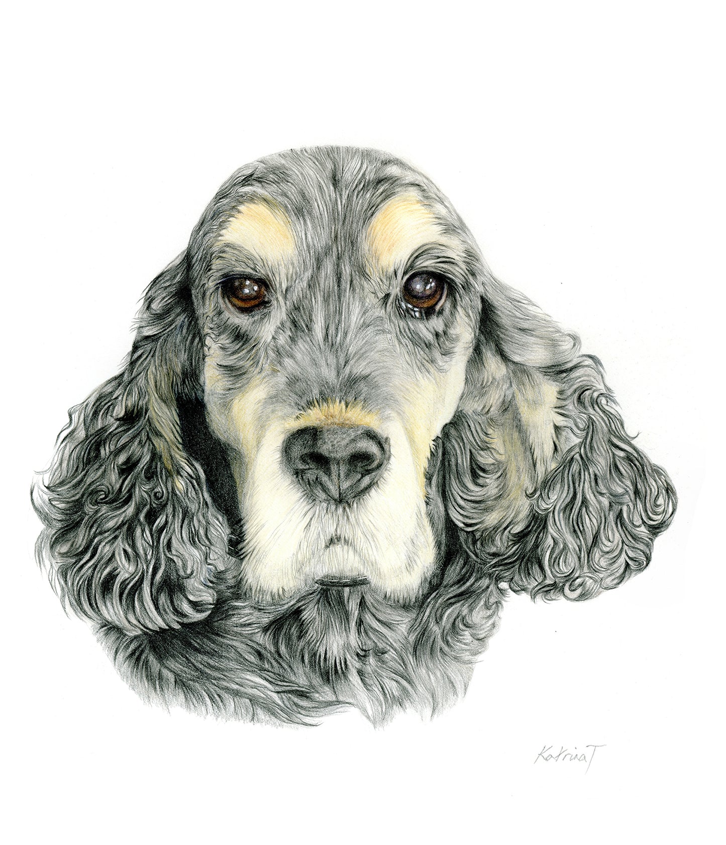 Cocker Spaniel Study