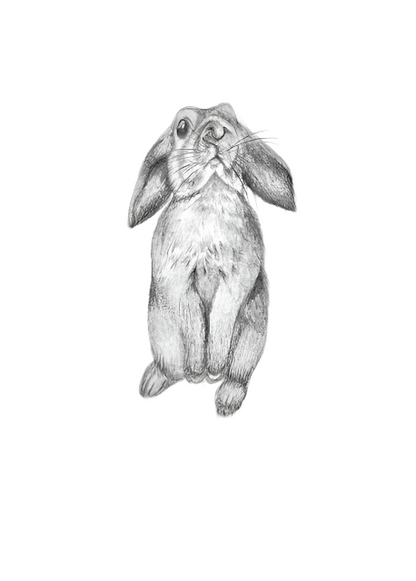 Curious Bunny (Original)